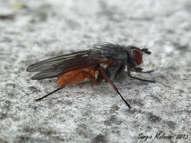 Pegomya sp. (Antomyiidae).